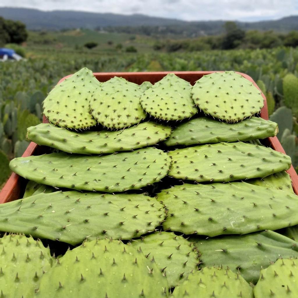 Whole Nopal (With Spines)