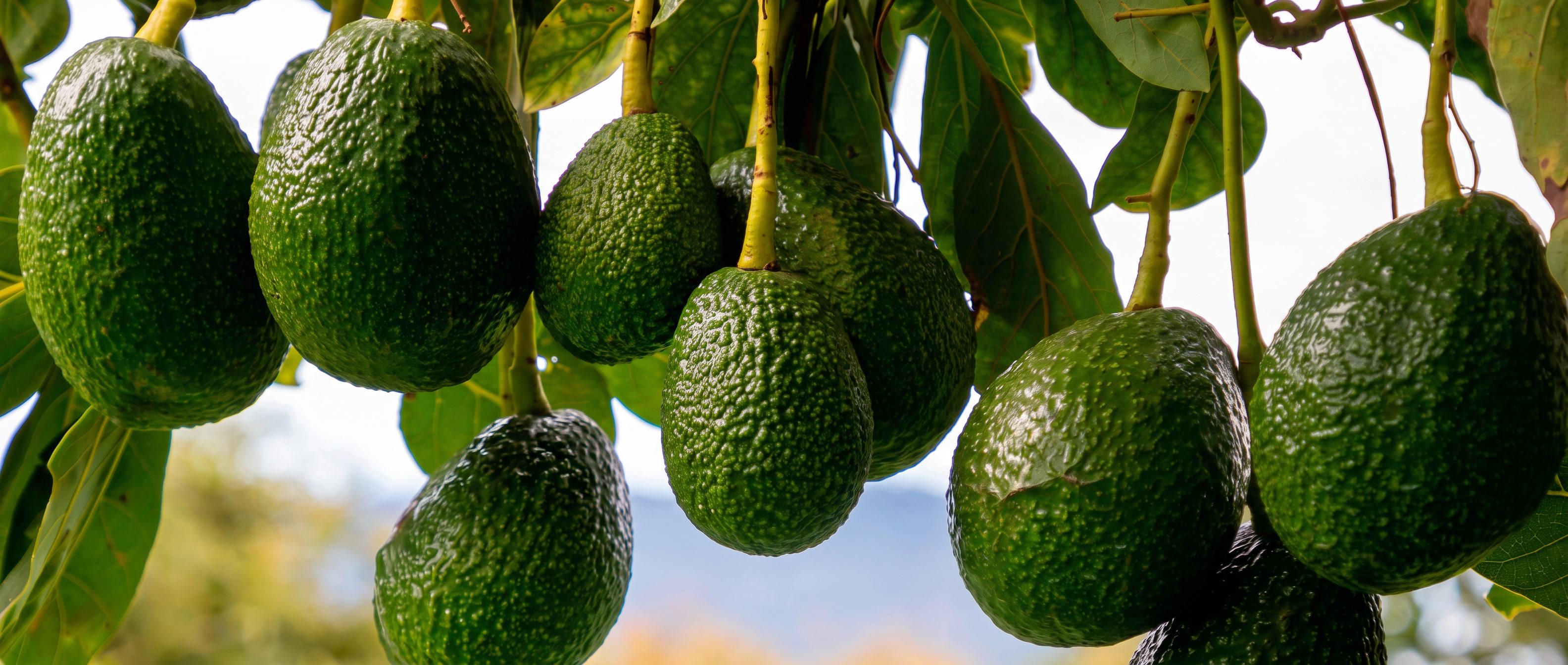 Call to action Aguacate