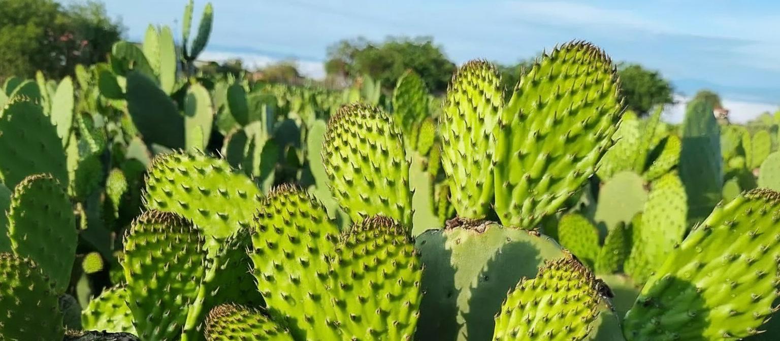 Call to action Nopal