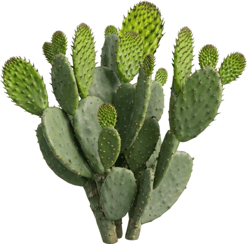Nopal