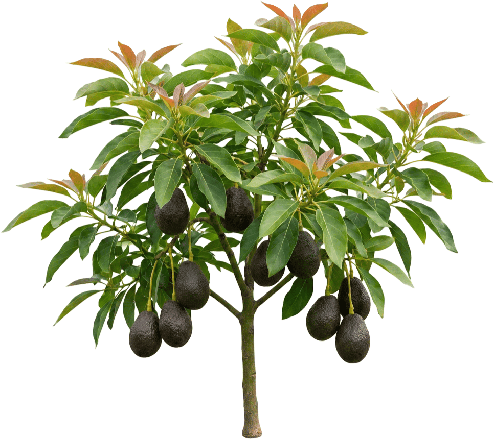 Avocado